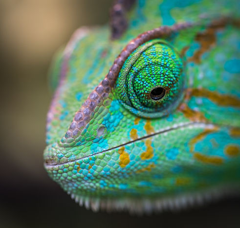 selective-focus-photography-of-chameleon