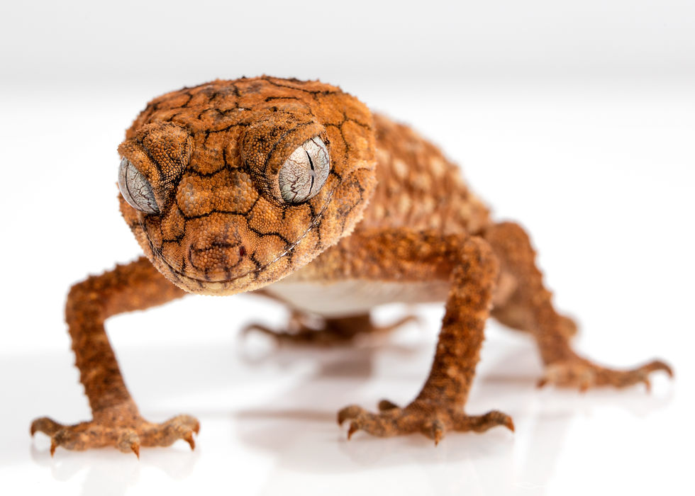 gecko-1373165