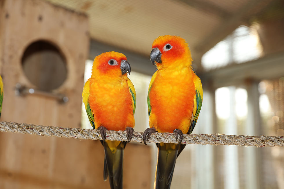 yellow-green-parakeet-4484917