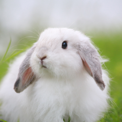 Rabbit