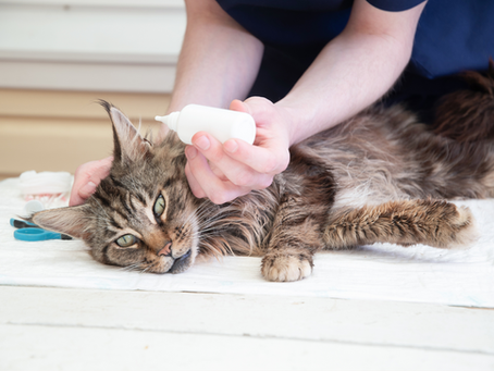 7 Best Cat Ear Cleaner in Canada: How to Choose, Use, and Buy Safely
