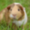 Guinea Pig