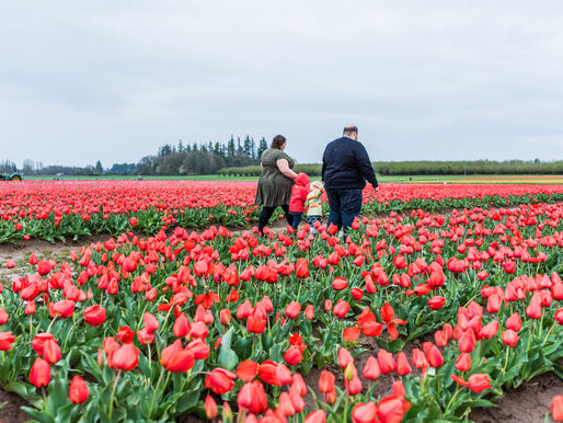 Engagement Session ~ Katie & Allen ~ Wooden Shoe Tulip Farm, Woodburn OR
