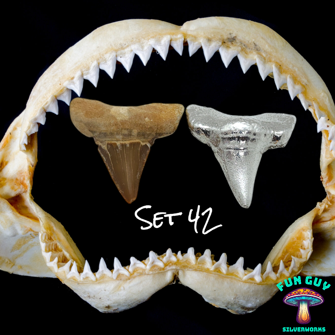 Fossilized Shark Tooth Set #42