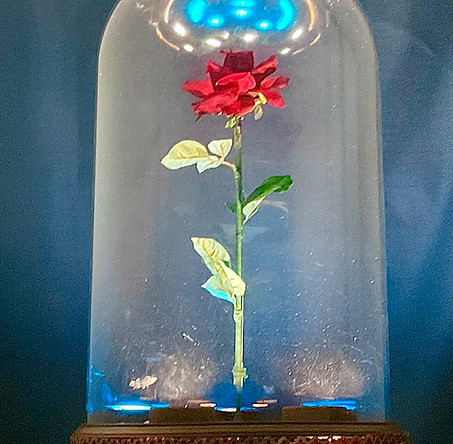 Enchanted Rose.jpg