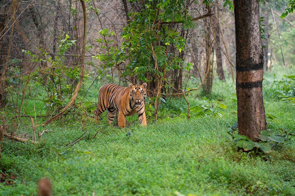 shambu_tiger.jpg