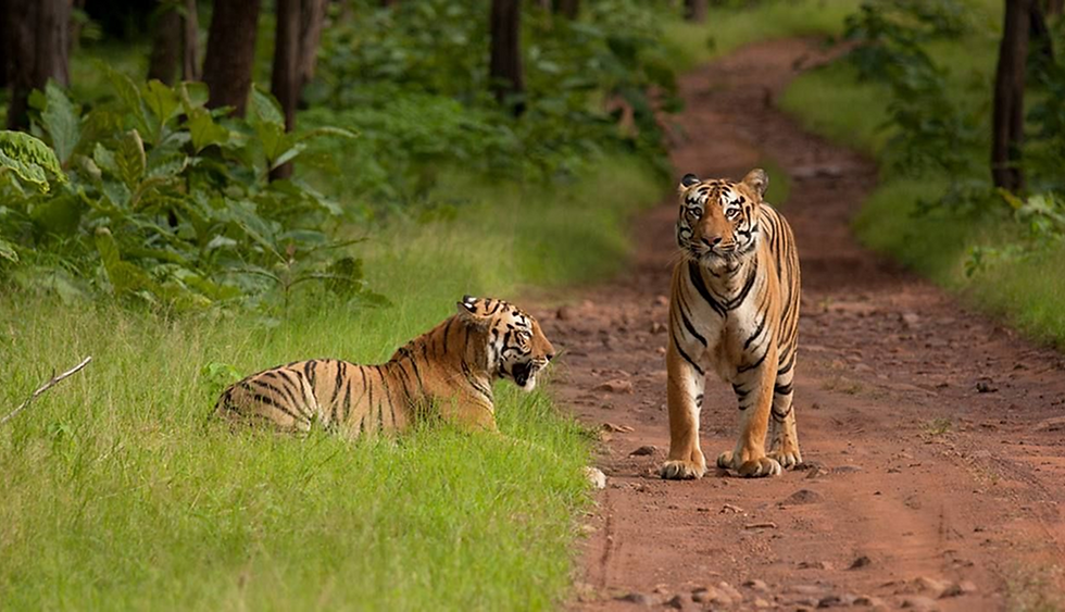 tiger.png