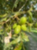 IMG_2125.jpeg