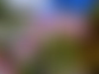 Bazar de flores e plantas da 85a Festa das Flores de Joinville ocorre nesta segunda-feira