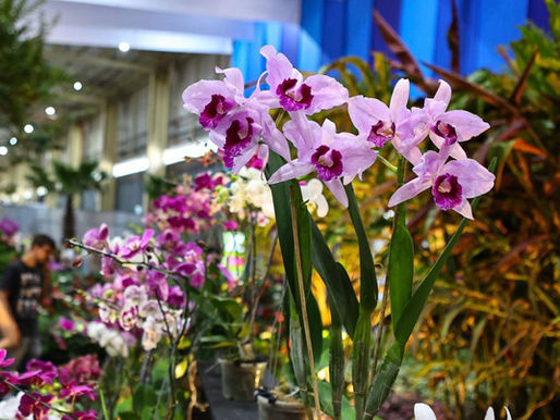 Bazar de flores e plantas da 85a Festa das Flores de Joinville ocorre nesta segunda-feira