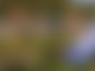 Justiça condena Município de Joinville a devolver mais de R$ 2 milhões ao Fundo do Meio Ambiente; Prefeitura vai recorrer