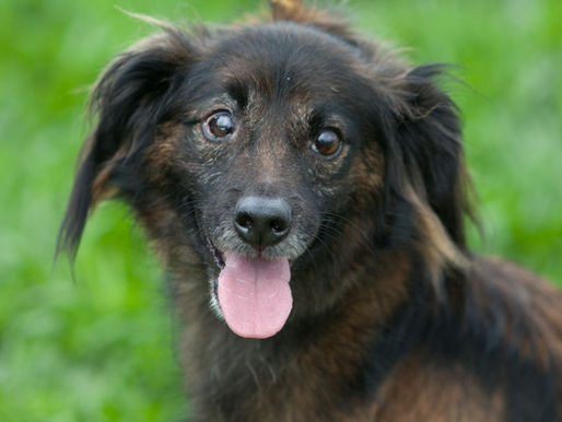 Domingo tem feira de adoção de animais na subida do Mirante de Joinville