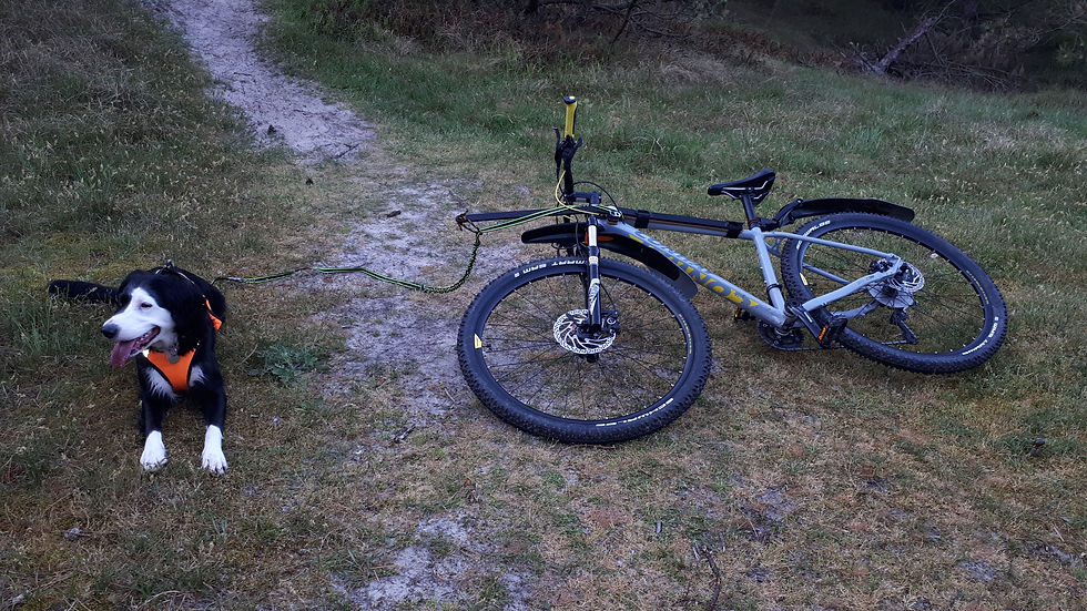 Bikejöring