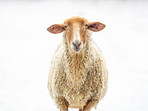 A Tunis ewe of Conner Prairie