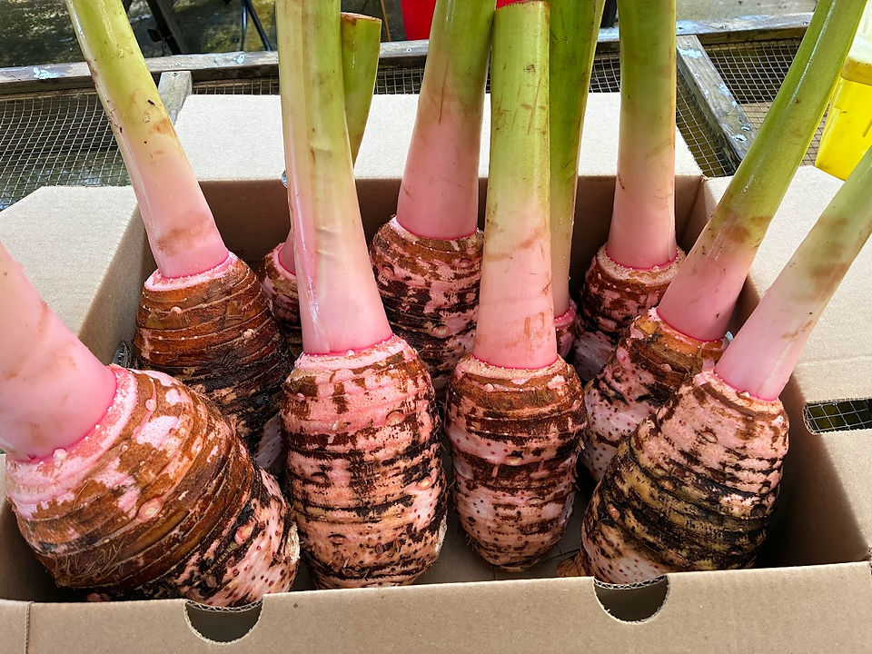 Growing food