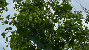 Cascade hops near harvest at Hoffman Appalachian Farm