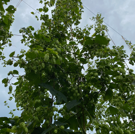 Cascade hops near harvest at Hoffman Appalachian Farm