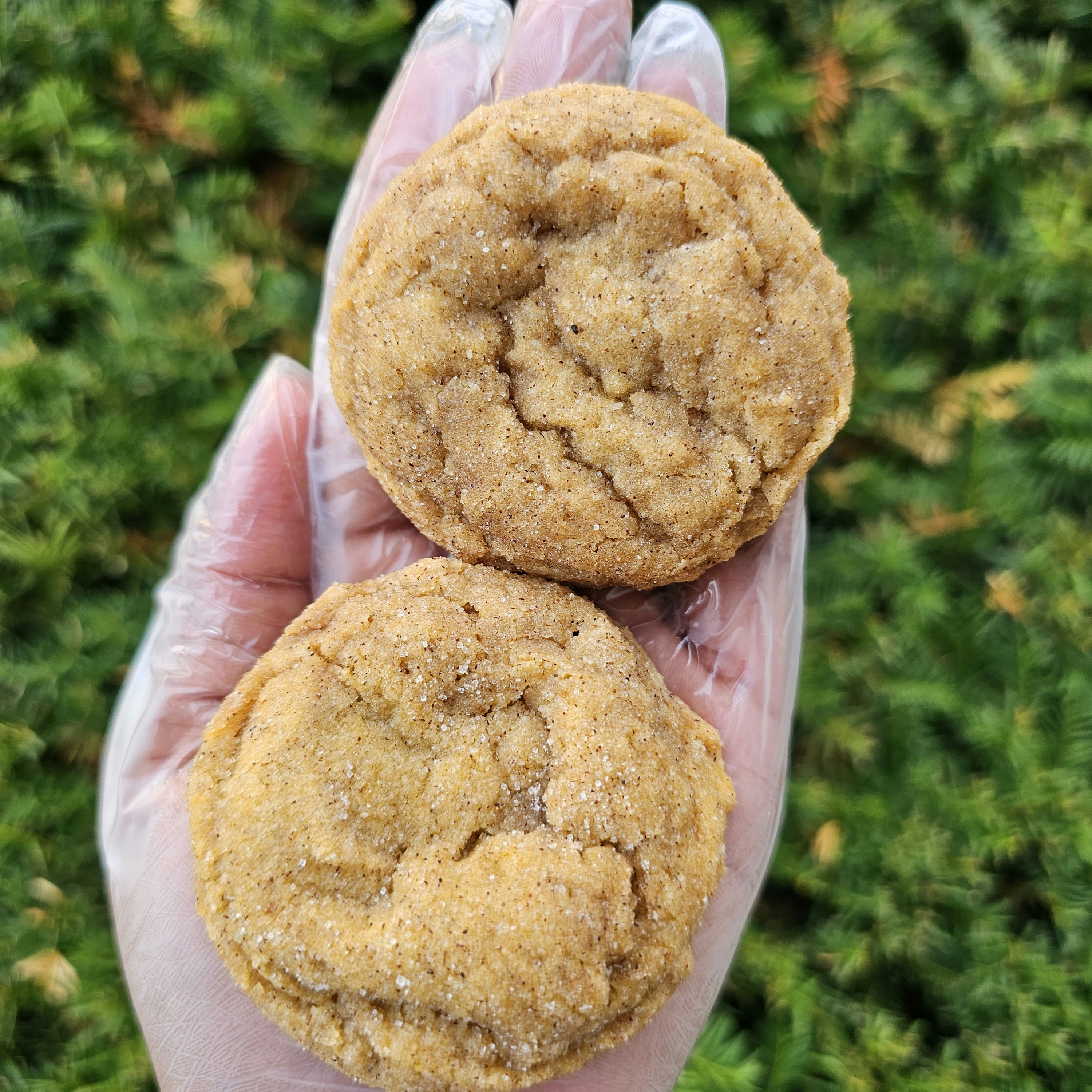 Pumpkin Snickerdoodle 