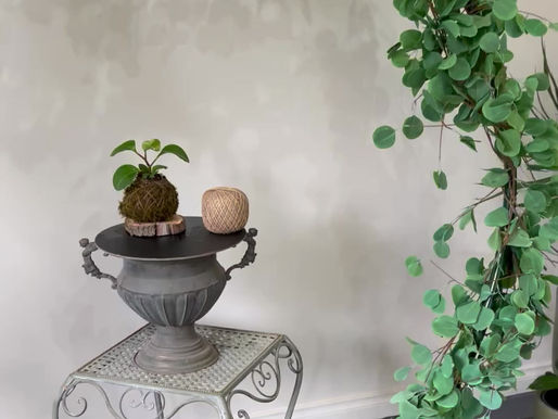 Flourishing Plants... everyone needs them