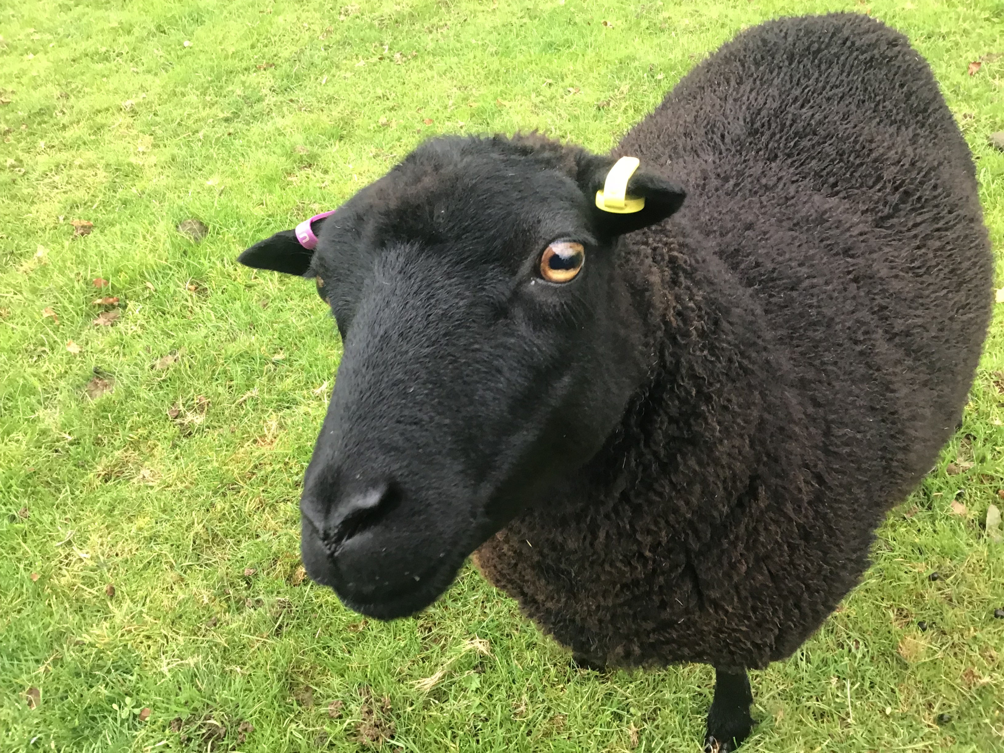 ADOPT - Black Beauty & Co.