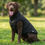 Thumbnail: Vegan Dog's Puffer Jacket on a chocolate Labrador dog with subtle vegan logo from Vegan Happy Clothing