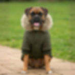 Vegan Dog's Parka Jacket shown on dog with subtle vegan logo from Vegan Happy Clothing