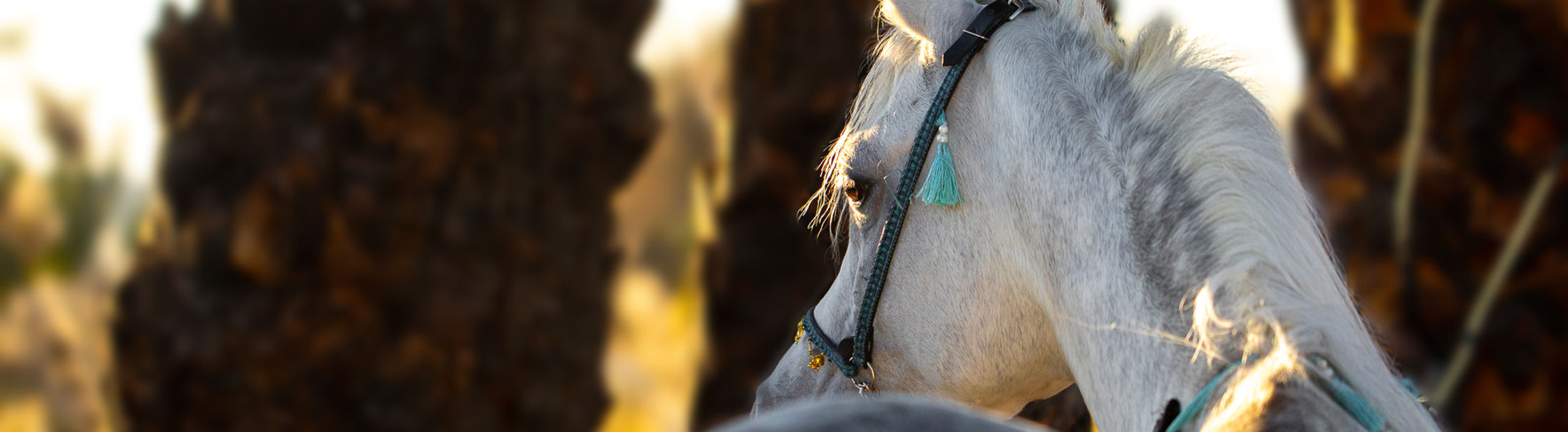 Lala Land Arabian horse Prince