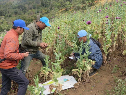 မြန်မာ့ဘိန်းစိုက်ပျိုးမှု ဆယ်စုနှစ်တစ်ခုအတွင်း အမြင့်ဆုံးအဆင့်ရောက်ရှိလာ