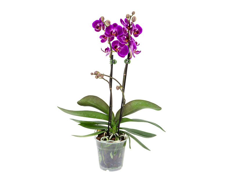 Orquídea Phalaenopsis Mini Pote 9cm