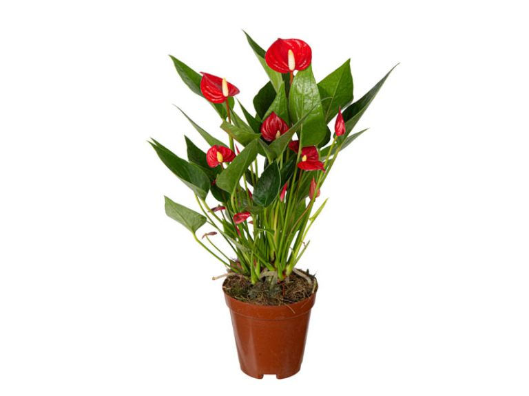 Anturio Million Flowers Pote 9cm