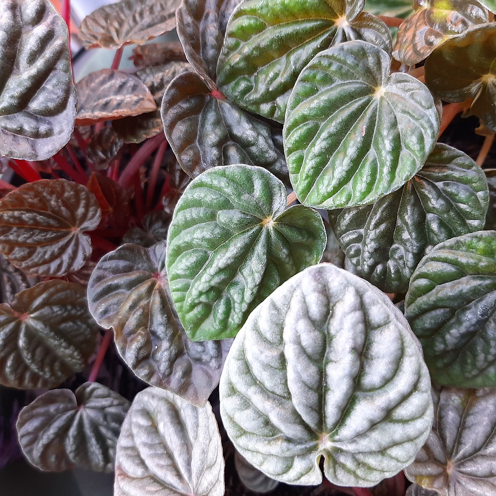 Miniatura: Peperomia