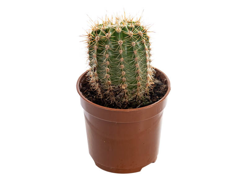 Mini cactus