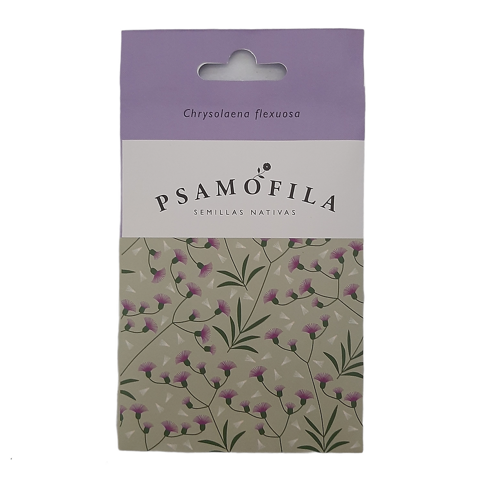 Semillas Nativas Psamófila - Chrysolaena flexuosa