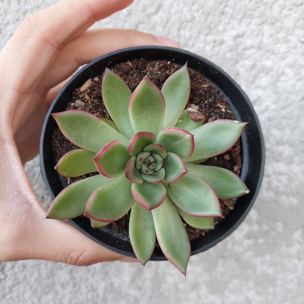 Miniatura: Suculenta P11