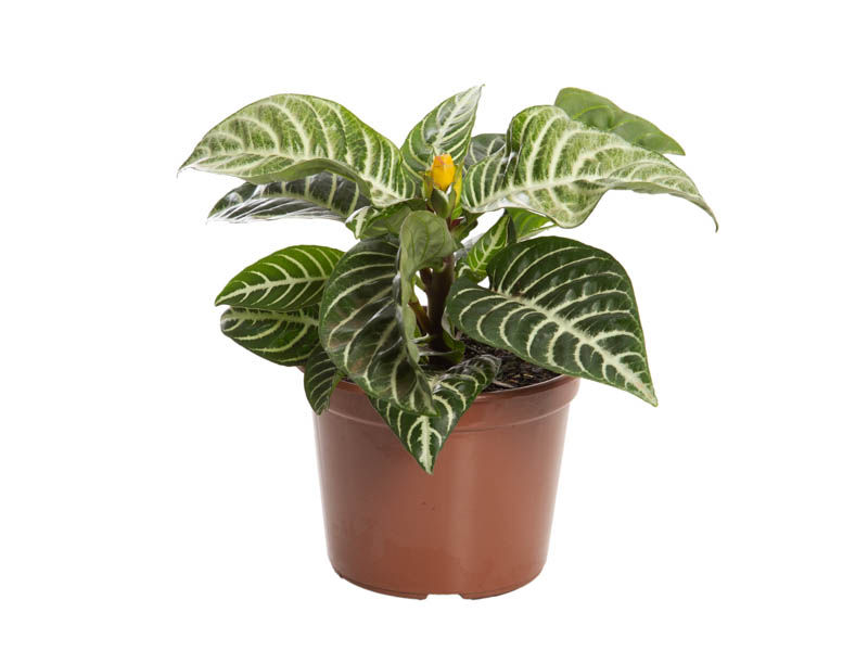 Aphelandra Con Flor Pote 15cm