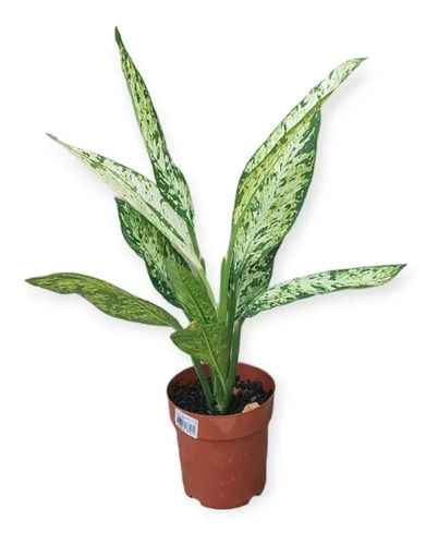 Difembaquia Vesuvius Pote 17cm