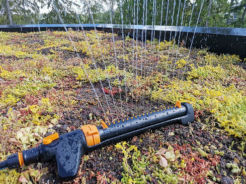 kastelu maksaruohot kasvavat katolla heti asennuksen jälkeen tai kuivan kauden aikana.