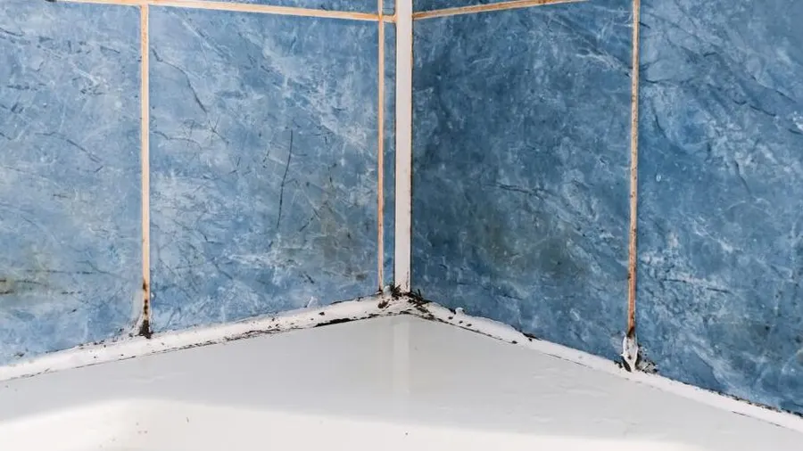 Mould in bathroom shower 