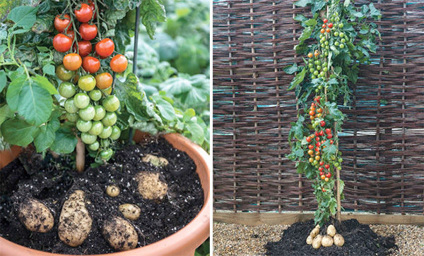 grafting tomato potato