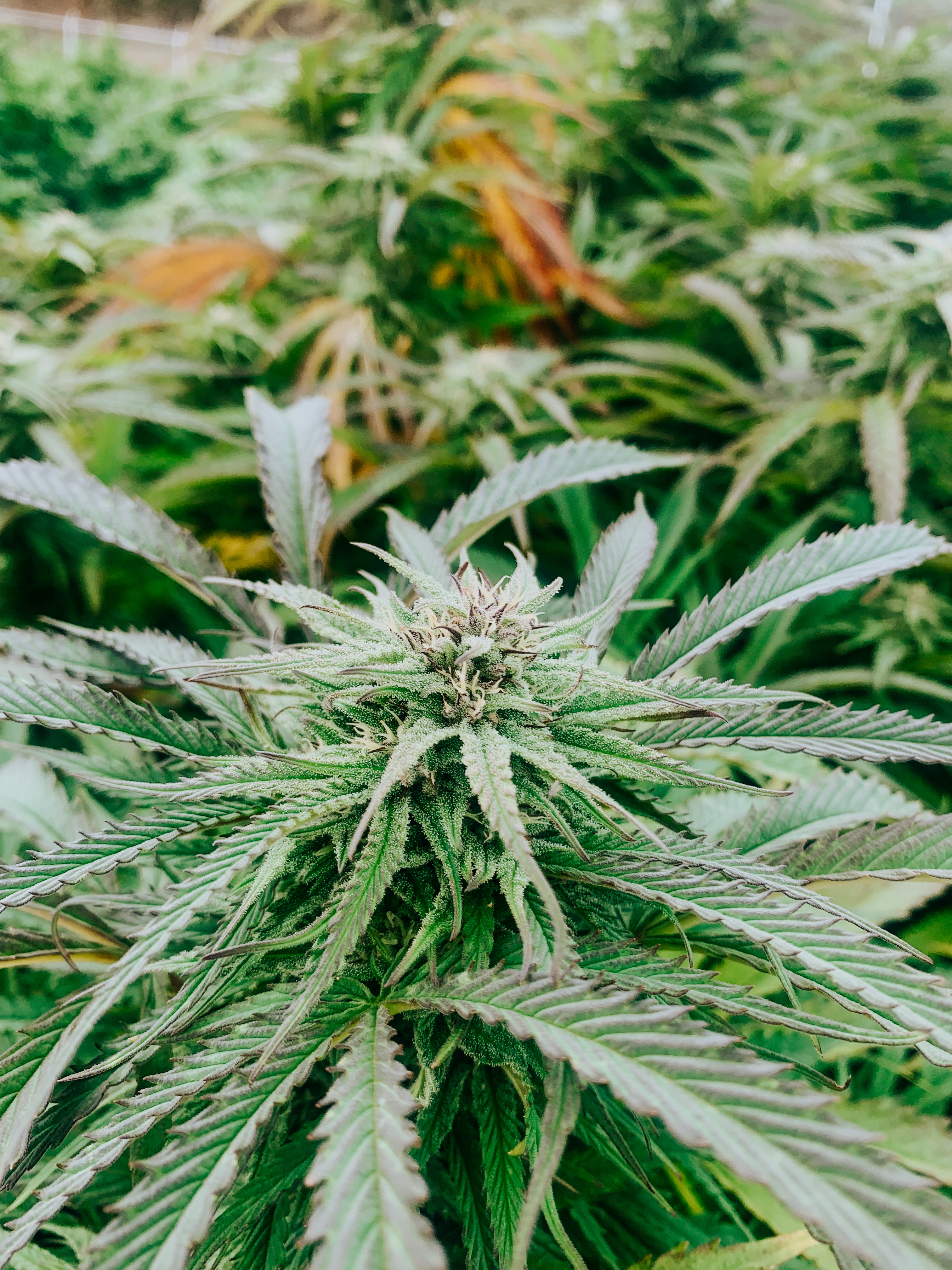 Red Dragon cultivar photographed for the 2021 harvest