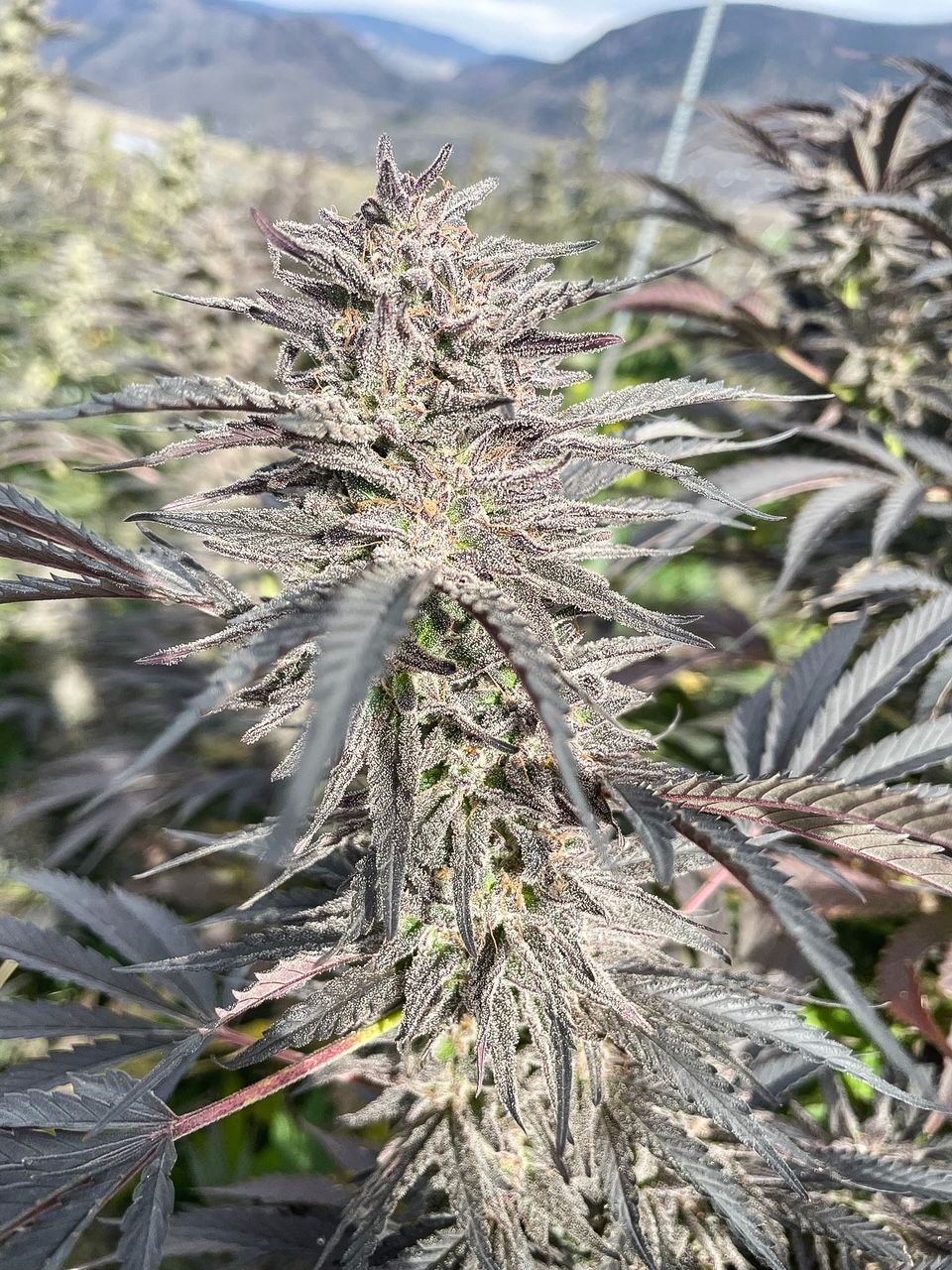 Banjo cultivar photographed for the 2023 harvest