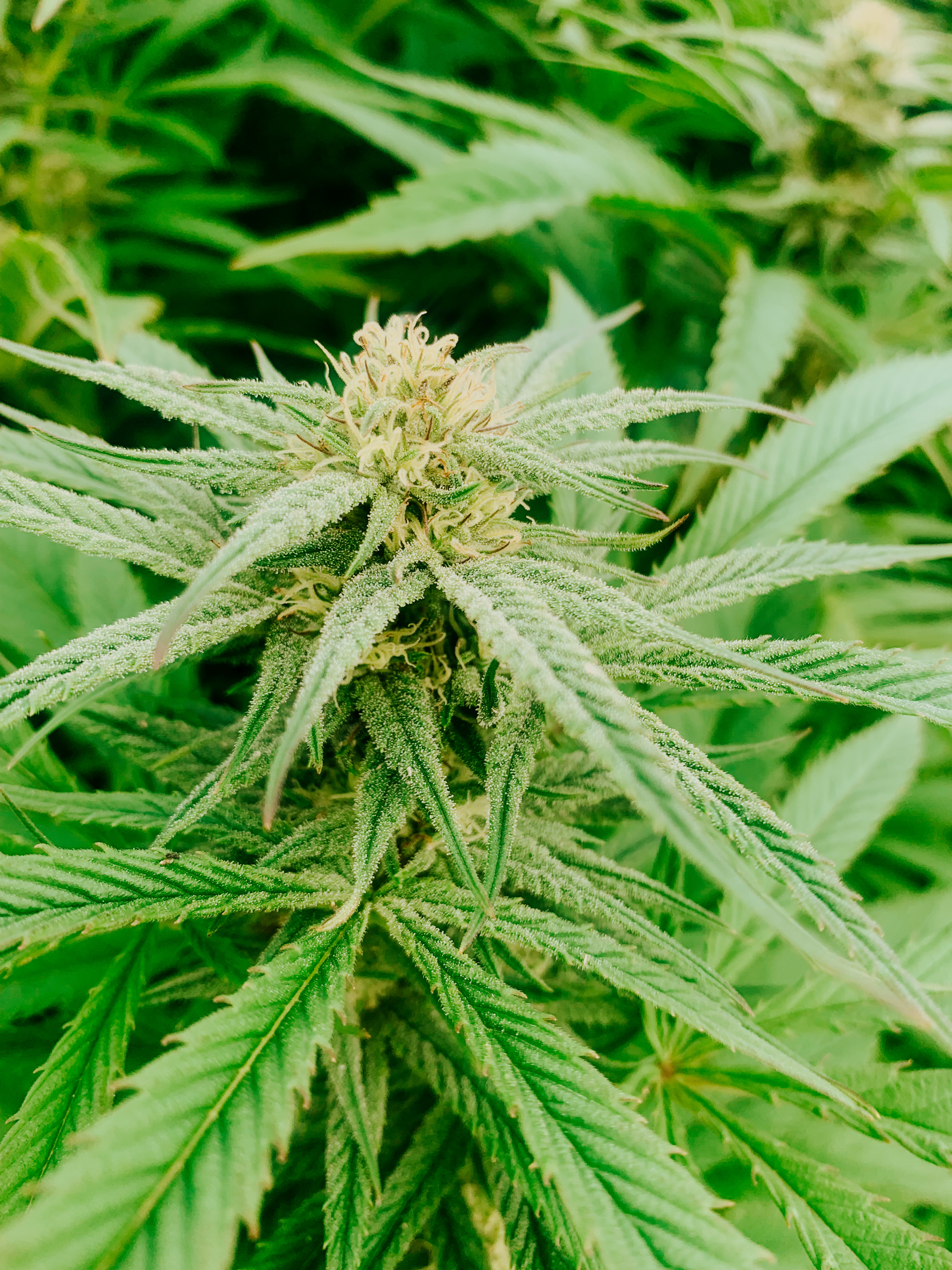 White Berry Pie cultivar photographed for the 2021 harvest