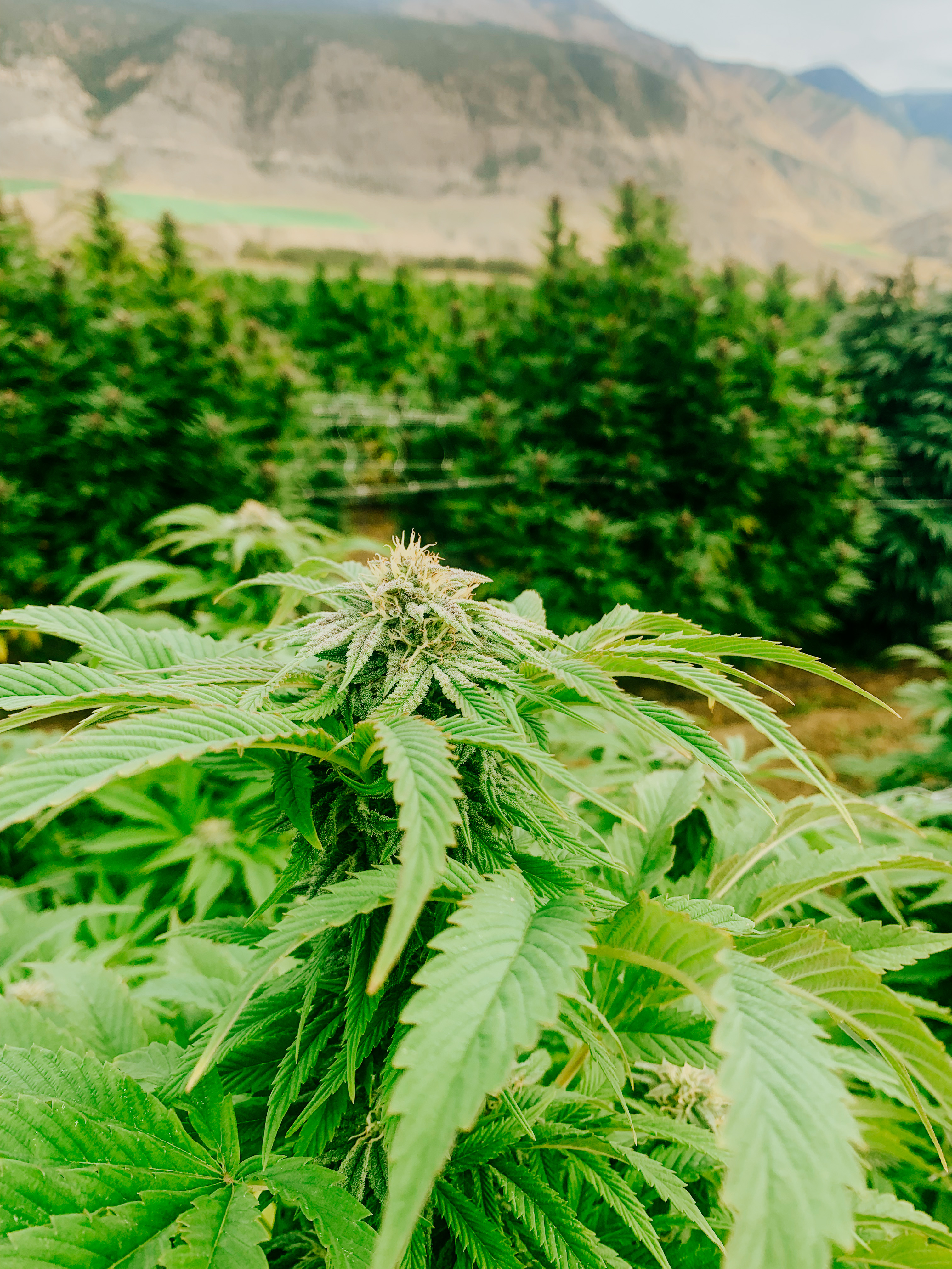 GGC cultivar photographed for the 2021 harvest