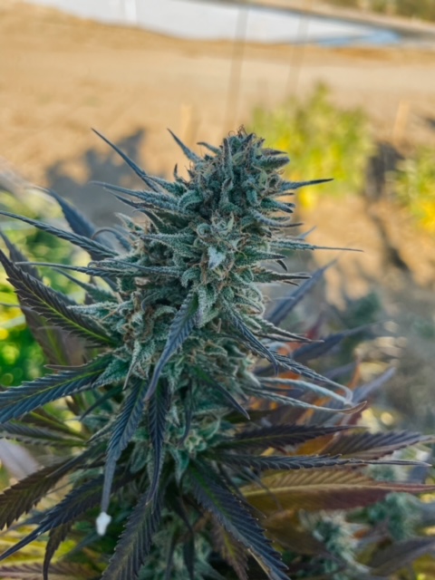 Granddaddy Bruce cultivar photographed for the 2023 harvest