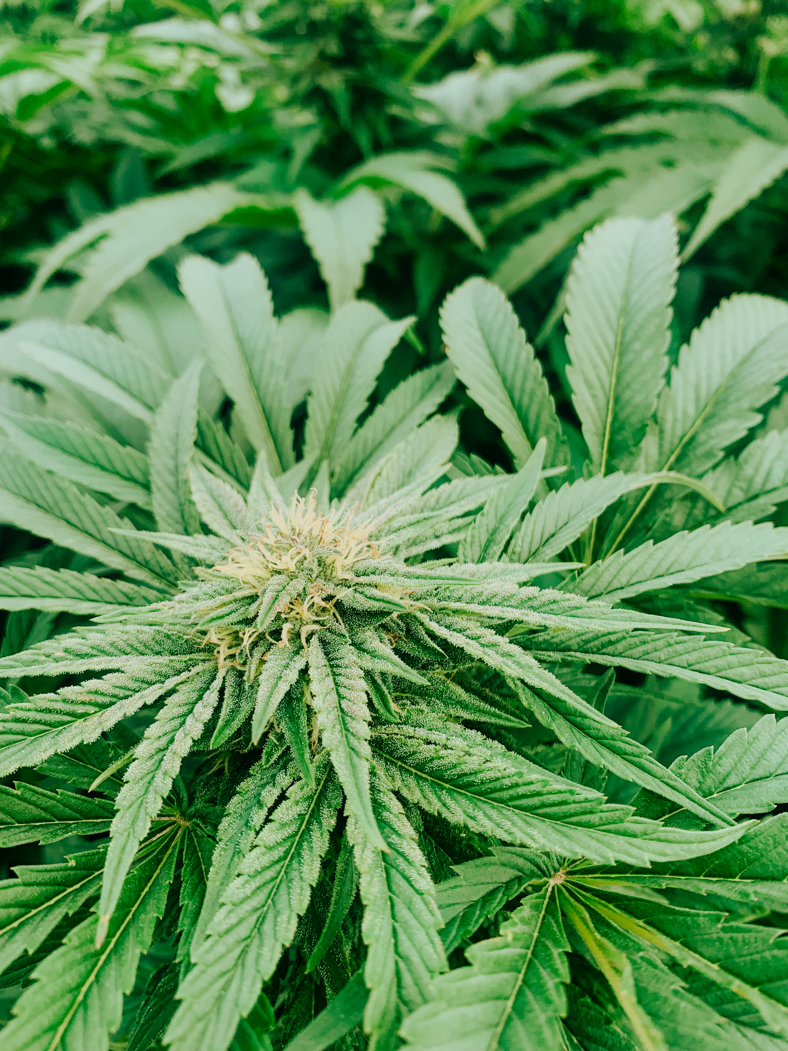 Gods Space Needle cultivar photographed for the 2021 harvest