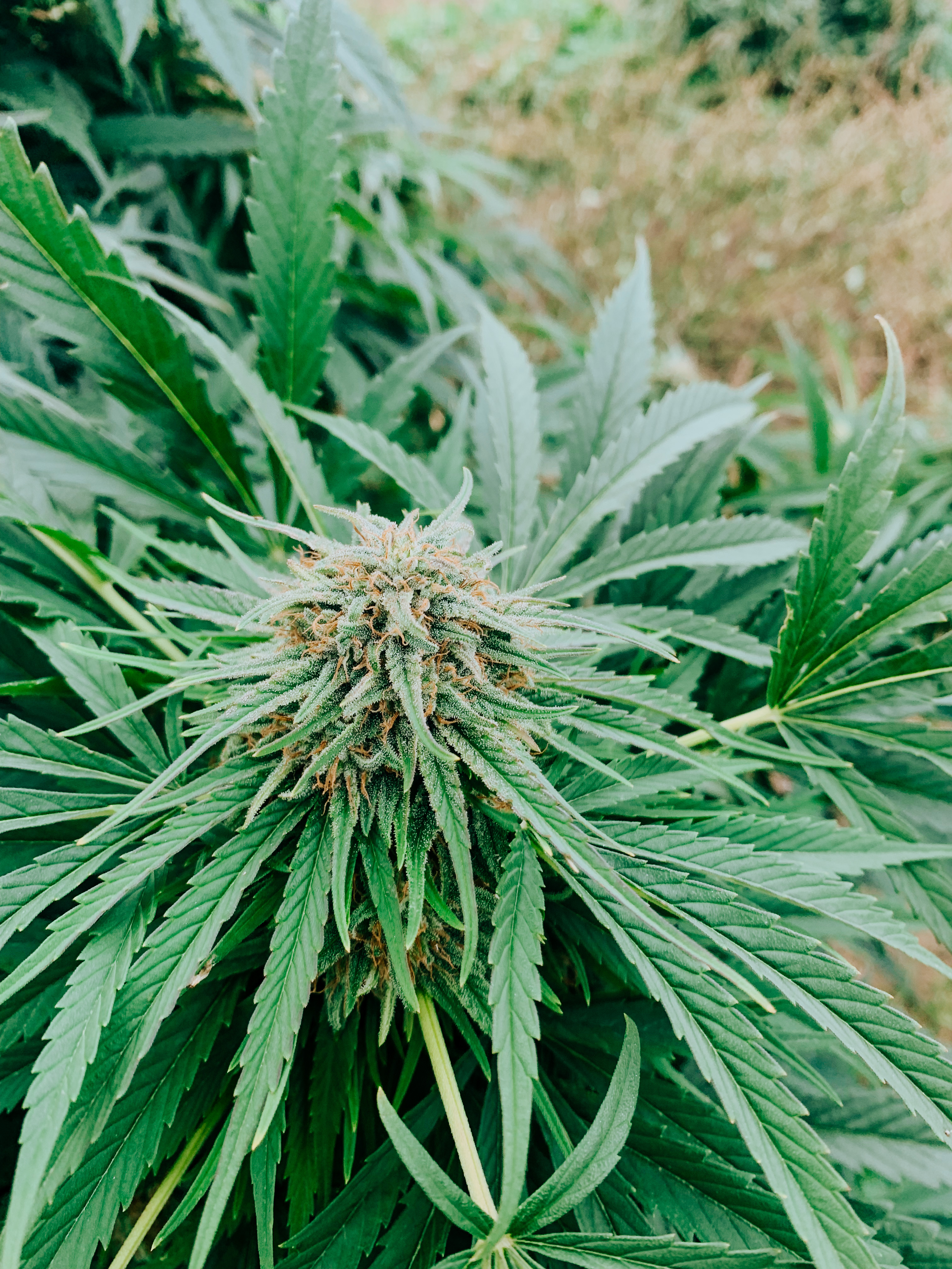 Super M cultivar photographed for the 2021 harvest