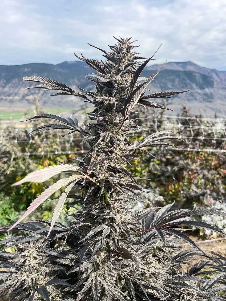 Kush Mints cultivar photographed for the 2023 harvest