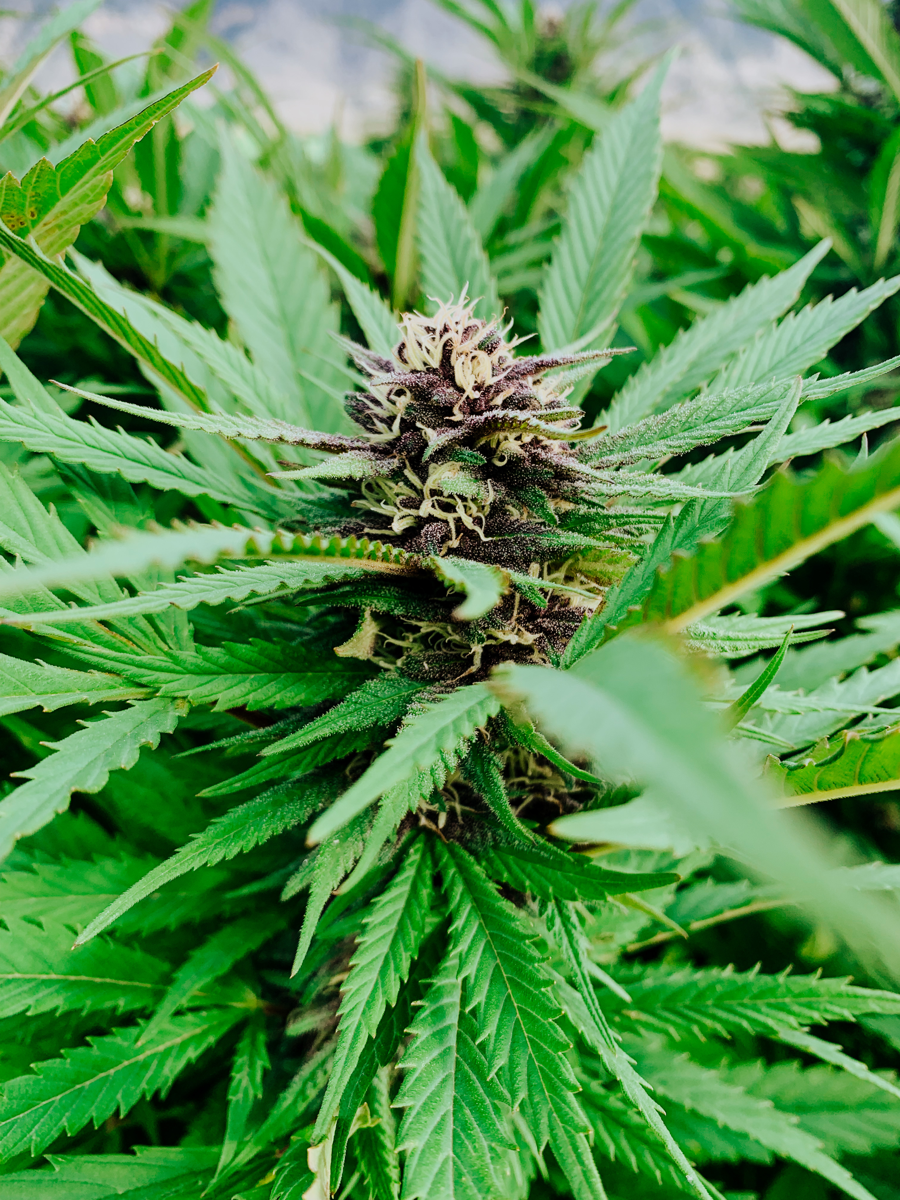 Apricot Kush cultivar photographed for the 2021 harvest