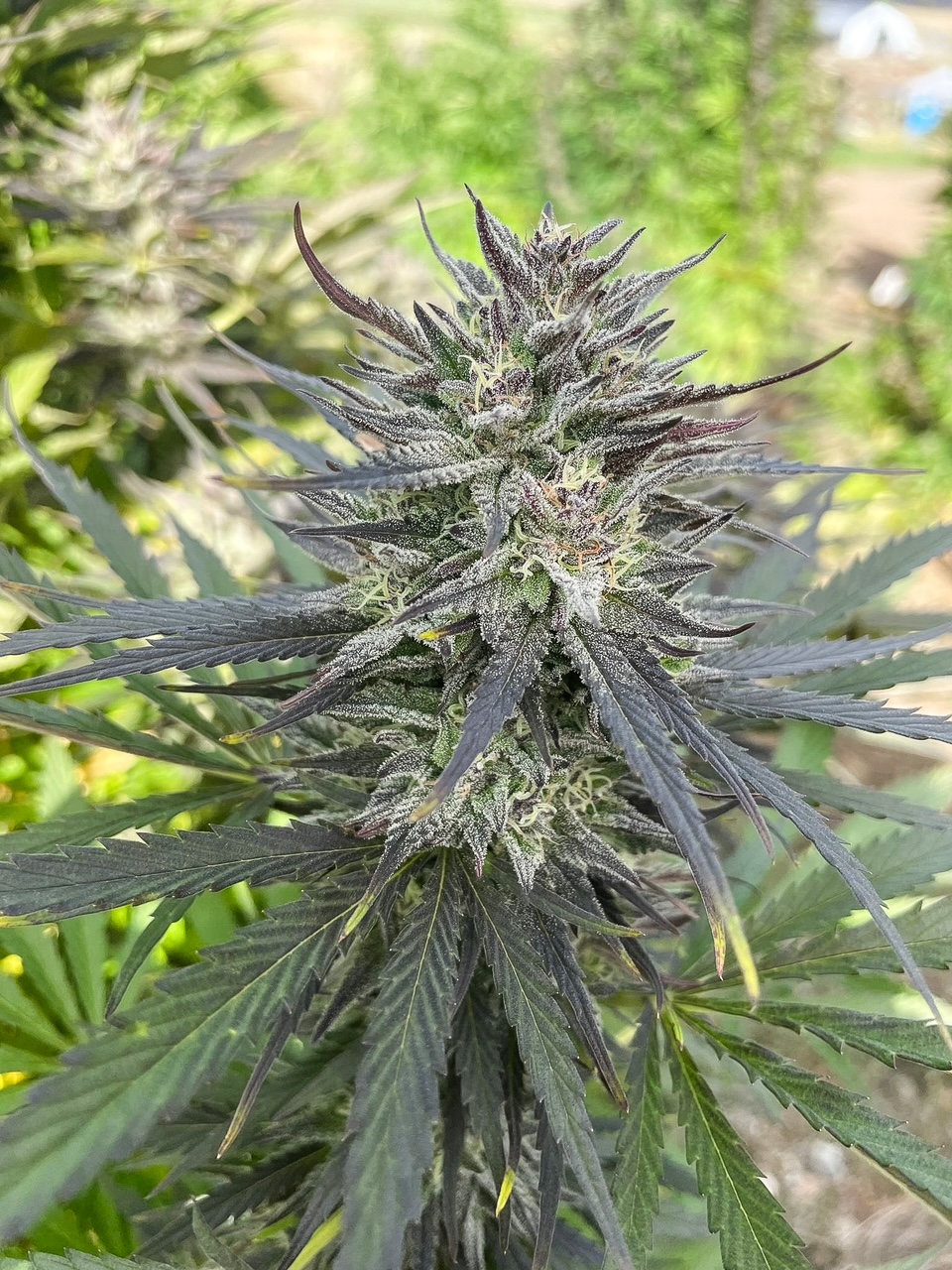Red Dragon cultivar photographed for the 2023 harvest