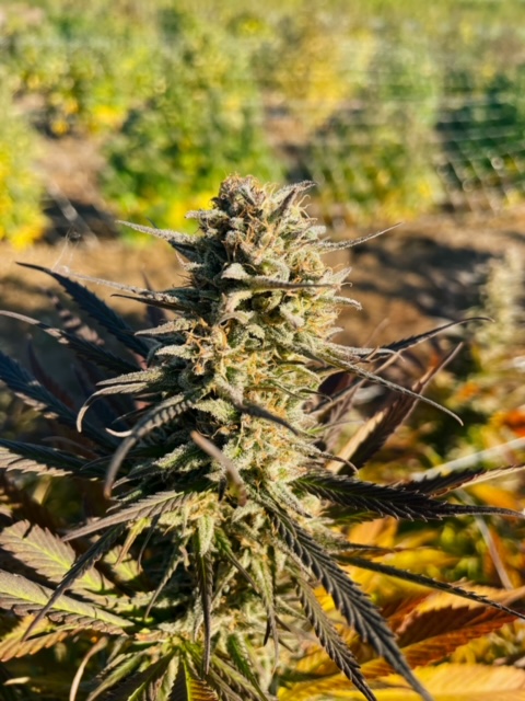 Red Dragon cultivar photographed for the 2022 harvest